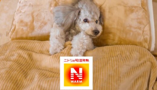 🐶ニトリのNウォームが気持ち良すぎてCMみたいになっちゃった犬がこちらw【トイプードル】