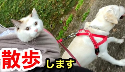 猫はにゃんこパーカー！犬の散歩に連れて行きました