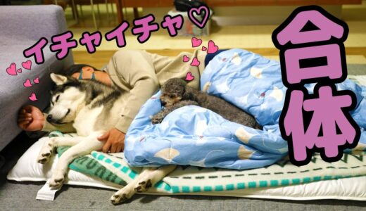 寝る時はいつも飼い主と添い寝しないと眠れない...ハスキー犬と保護犬トイプードル