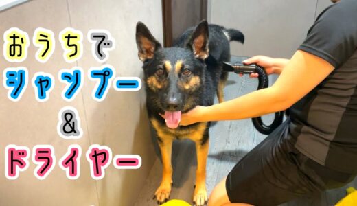 大型犬でも速乾のドライヤー買ったので、さっそくシェパードをお風呂に入れてみました【German Shepherd Dog】 We've Just Got A Powerful Dog Dryer!