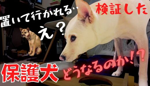 【検証】怯える元保護犬は置き去りにされるのがコワイ！？兄妹2匹で留守番したらどうなるの・・やっぱり可愛かったw