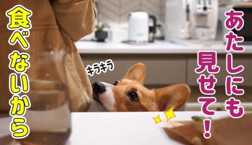 【今年最後】食べるのをぐっとこらえるコーギー