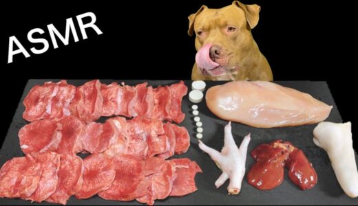 【犬の咀嚼音】食欲がない時におすすめ!ピットブルのASMRが肉テロすぎるw