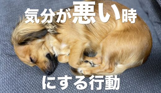 犬が気分が悪い時にする行動【犬 いぬ 行動 仕草 意味】