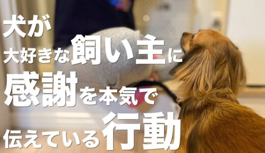 犬が大好きな飼い主に本気で感謝を伝えている行動