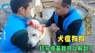 给四条患有犬瘟狗狗打疫苗，打完就可以解封，就可以融入大家庭了  Dog rescue in China 20211122