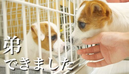 弟子犬が気になってケージの前に張り付いている兄犬/ジャックラッセルテリア/多頭飼い