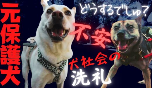 震える元保護犬の目の前に「陽気な明るい犬」が現れたら？！犬社会の洗礼を浴びた