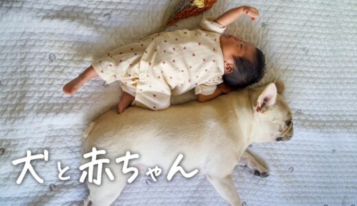 【犬と赤ちゃん】これはもう心を許してますか？【フレブル フレンチブルドッグ】