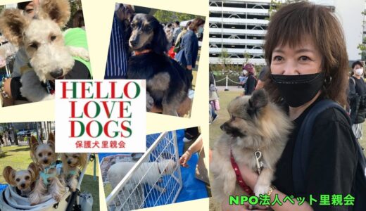 【浅田美代子＆MISIAさん主催】HELLO LOVE DOGS 保護犬里親会