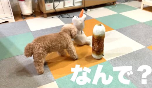 犬｢辞めてもらえますか？」ぬいぐるみを立たせると怒る愛犬が面白いw【トイプードル/マルプー】