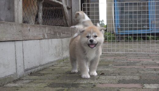 じいちゃんの秋田犬【子育て編】＃7　家族と暮らすゆったりとした日常