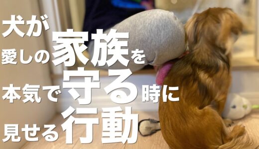 犬が愛しの飼い主や家族を守ろうとしている行動