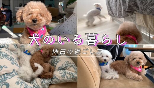 【犬のいる暮らし】休日に愛犬の生活を24時間密着してみたら…w トイプードル/マルプー