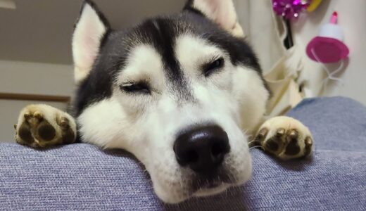 悲しすぎる...愛犬がいないんです...ハスキー犬と保護犬トイプードル