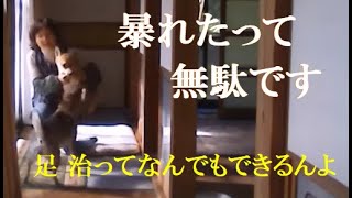 恐怖症犬 サラを風呂に入れました😳食事中は閲覧注意です😓