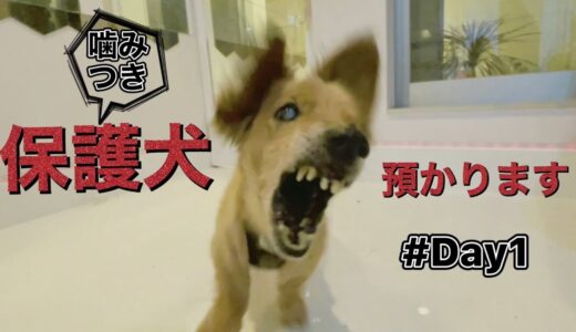 保護犬女子　本日からダックス預かります