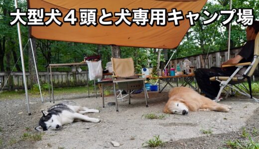 大型犬４頭と行った犬専用キャンプ場が快適すぎた