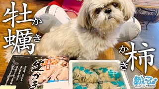 カキとカキでアキを堪能するシーズー犬がこちらです。