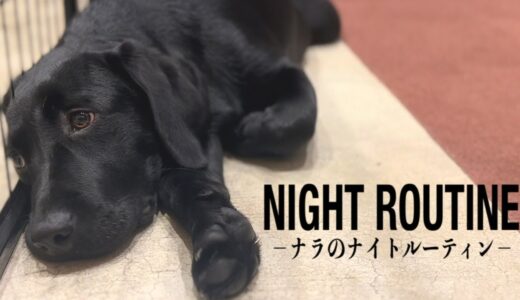 【犬　ナイトルーティン】黒ラブ・ナラの夜に完全密着！夕散歩から就寝まで…［ラブラドールレトリバー］