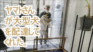 大型犬が知らない間に脱走していたらヤマトさんが保護してくれた。ゴールデンレトリバーの子犬ティト。