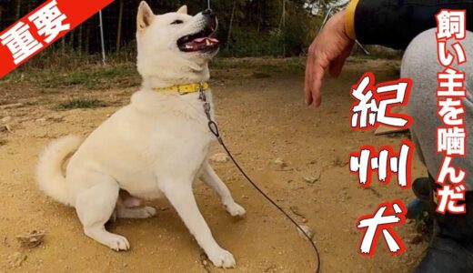 【重要】迎え入れた犬（成犬、子犬）に最初にするべき事❣️