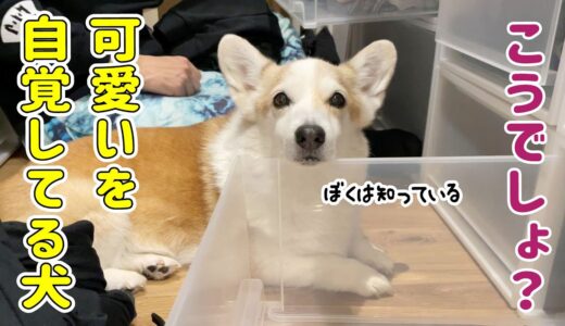 シニア犬のあごのせがあざと可愛い！