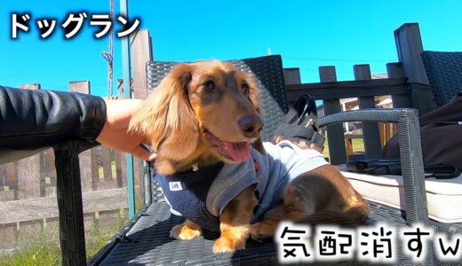 ドッグランに来たが犬が嫌いすぎて自分の気配を消すミニチュアダックス