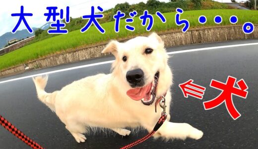 【限界突破】が日常です・・・。だから大型犬は面白い！　GoldenRetriever　ゴールデンレトリバー