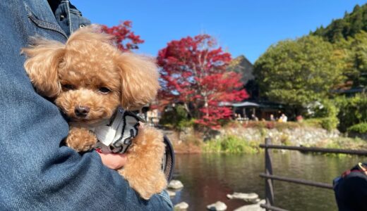 旅先でヤギにブレイクダンスを披露する犬ww【トイプードルのコロン】