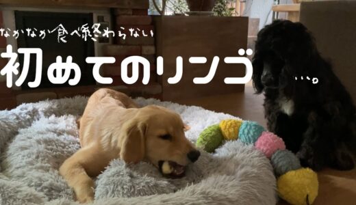 初めてのリンゴを慎重に食べる大型犬子犬