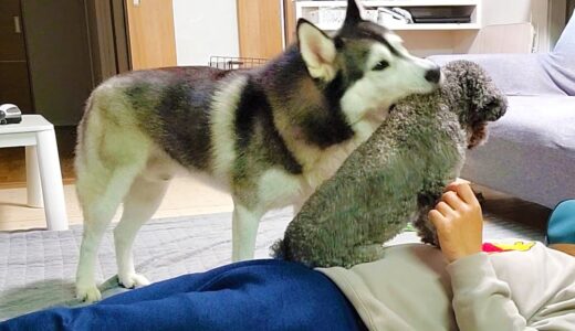 口応えして弟に叩かれる ハスキー犬と保護犬トイプードル