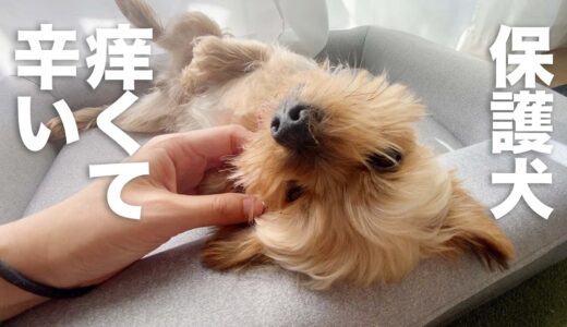 痒くて辛い保護犬と病院に行ってきました。。【Day106】