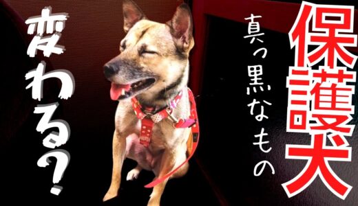 【元保護犬】真っ黒になったアレが！？気になる犬の兄妹が可愛すぎたｗ