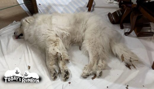 この時期だけの希少種！落ち葉犬ルンルンです　Great Pyrenees　グレートピレニーズ