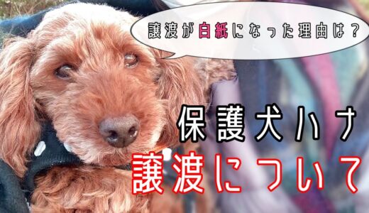 【保護犬】ハナとプーさんの譲渡とこれからのことについて