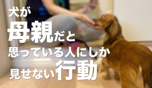 犬が飼い主を母親だと思っている時にしか見せない行動