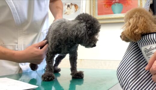 犬の足の違和感を病院で診てもらった結果