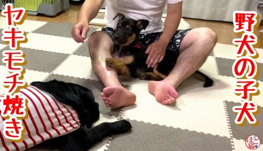 【子猫　子犬　保護犬 保護猫】野犬の子犬　ヤキモチを焼く