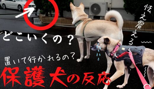 怯える保護犬２匹と散歩中に突然飼い主が学校の中に消えた！？兄妹犬の反応が可愛すぎたw