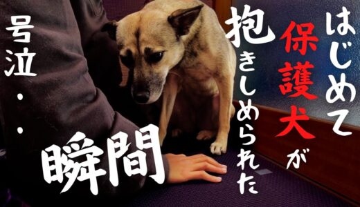 保護犬「40日目」初めて抱っこされた日、犬の表情が変化した瞬間・・感動の涙