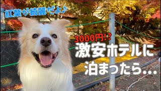 1泊3000円のホテルに犬と泊まったら色々やばかった（笑）