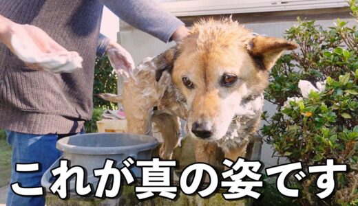 換毛期の雑種犬コロちゃんをシャンプーした結果…