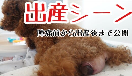 【犬出産動画】出産シーンリアルに撮影！陣痛から出産準備産まれた後は？性別初公開！トイプードルブリーダー