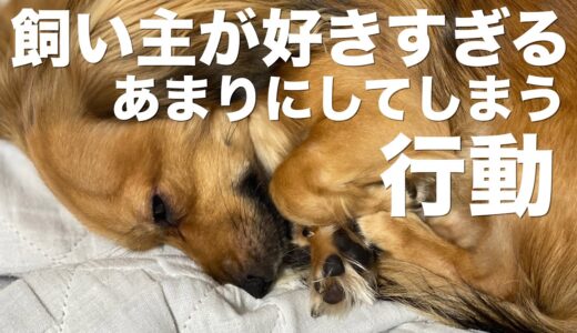 犬が飼い主のことを好きすぎてついしてしまう行動【犬 行動 意味 好き 好きな人 態度】