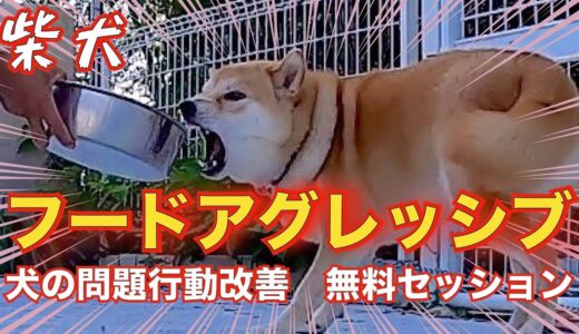 【噛む柴犬】食べ物に執着❗️噛みついてくる問題行動改善👍 犬の問題行動を改善する会3日間合宿2日目