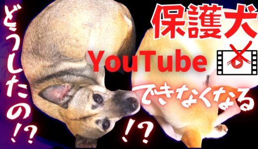 【保護犬ピンチ！？】竜之助とアッチャン「YouTube」出来なくなる？！危ない状況！汚すぎるよ