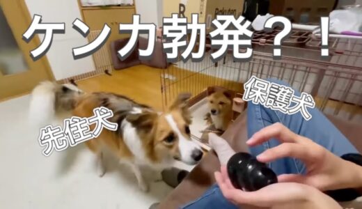 保護犬ポン太に怒られたボーダーコリーの反応が....【保護犬／Shelter Dogs Get Adopted】