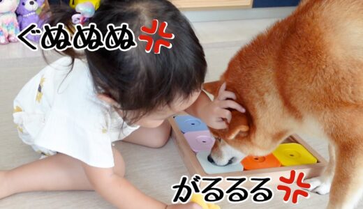 柴犬と3歳娘が知育パズルをしたらこうなります｜犬と子供のvlog