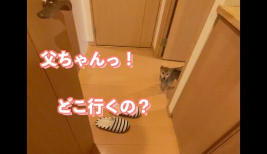 トイレまで付いてくる甘えモードのストーカー犬がこちらです！